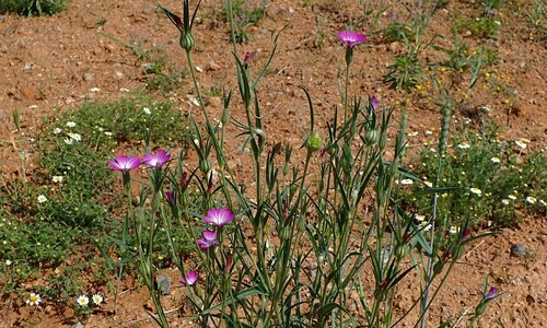 Bolderik (Agrostemma githago)