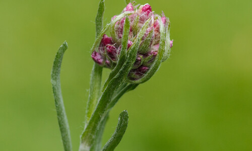 Rozenkransje (Antennaria dioica)