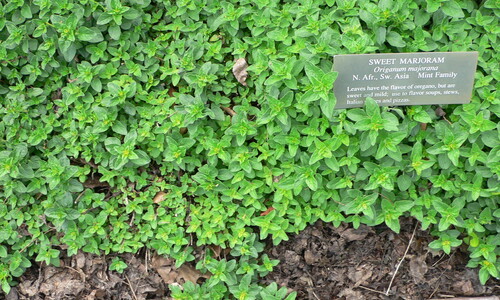Echte marjolein (Origanum majorana)
