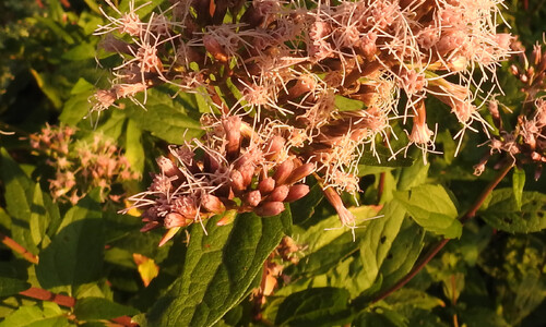 Koninginnenkruid (Eupatorium cannabinum)