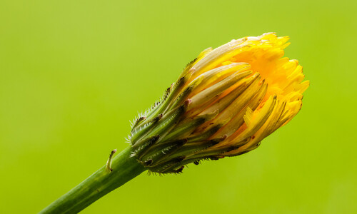 Gewoon biggenkruid (Hypochaeris radicata)