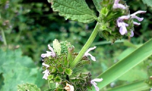 Stinkende ballote (Ballota nigra ssp. meridionalis)