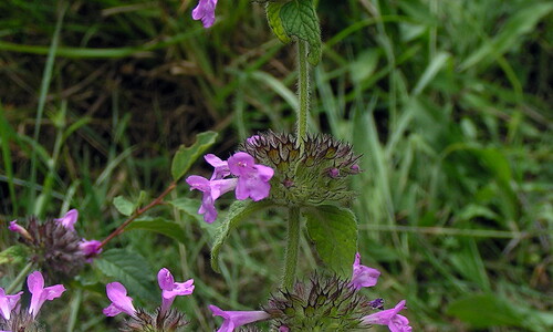 Borstelkrans (Clinopodium vulgare)