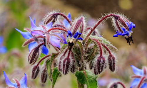 Borage/Bernagie (Borago officinalis)