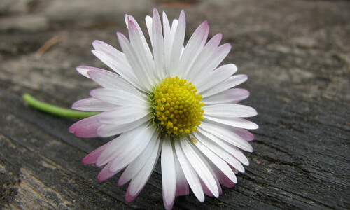 Madeliefje (Bellis perennis)