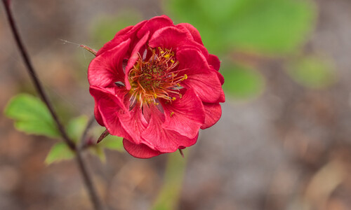 Knikkend nagelkruid (Geum rivale)