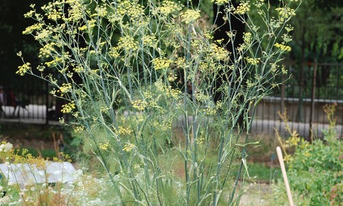 Venkel (Foeniculum vulgare)