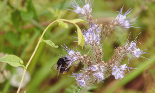 Phacelia (Phacelia tanacetifolia)