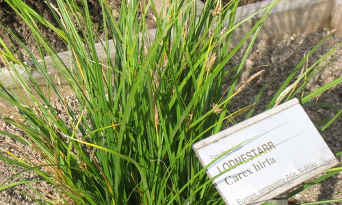 Ruige zegge (Carex hirta)