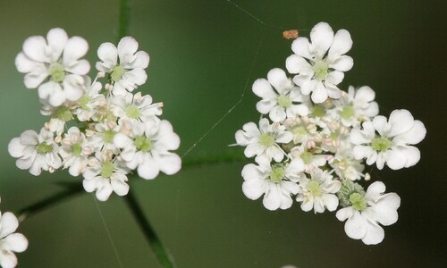 Heggedoornzaad (Torilis japonica)