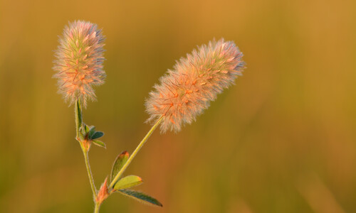 Hazenpootje (Trifolium arvense)