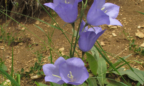 Prachtklokje (Campanula persicifolia)