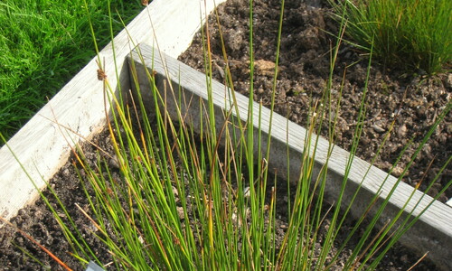 Biezeknoppen (Juncus conglomeratus)