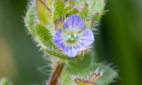 Klimopereprijs (Veronica hederifolia)