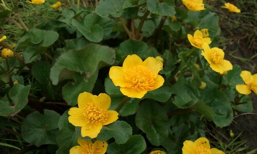 Gewone dotterbloem (Caltha palustris ssp. palustris)