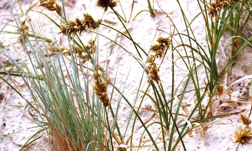 Zandzegge (Carex arenaria)
