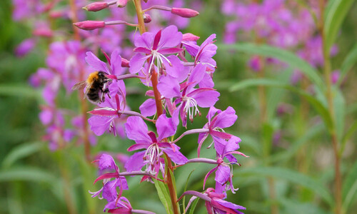 Wilgenroosje (Chamaenerion angustifolium)