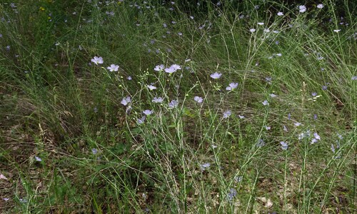 Overblijvend vlas (Linum perenne)