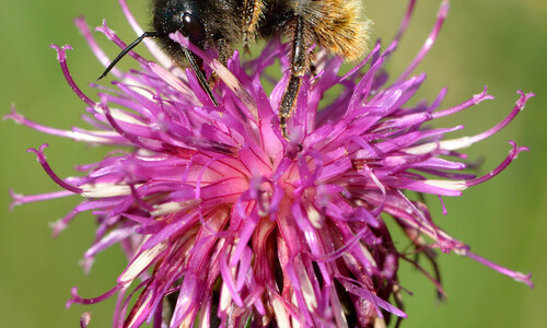 Grote centaurie (Centaurea scabiosa)