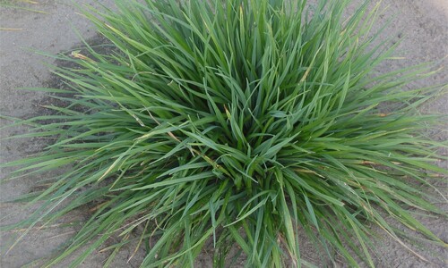 Kamgras (Cynosurus cristatus)