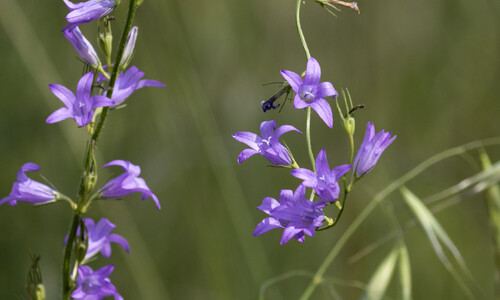 Rapunzelklokje (Campanula rapunculus)
