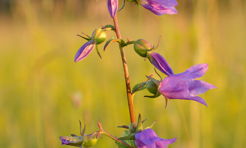 Akkerklokje (Campanula rapunculoides)