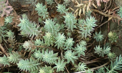 Tripmadam (Sedum rupestre)