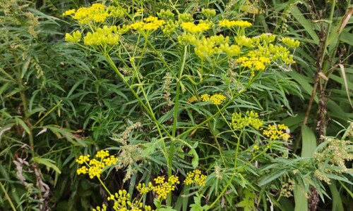 Gewone pastinaak (Pastinaca sativa ssp. sativa)