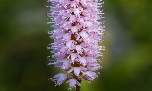 Adderwortel (Persicaria bistorta)