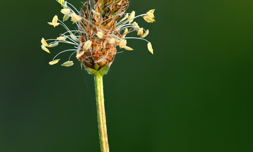 Smalle weegbree (Plantago lanceolata)