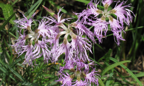 Prachtanjer (Dianthus superbus)
