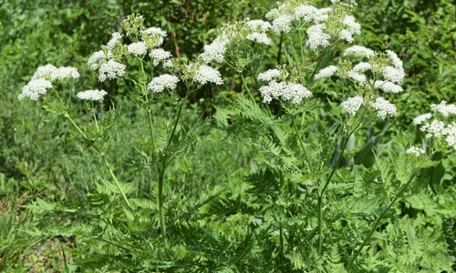 Roomse kervel (Myrrhis odorata)