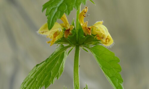 Gele dovenetel (Lamiastrum galeobdolon)