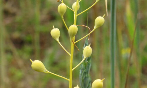 Huttentut (Camelina sativa)