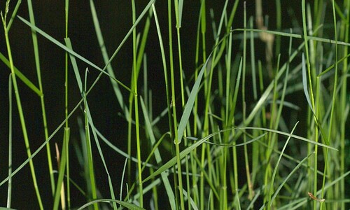 Schaduwgras (Poa nemoralis)