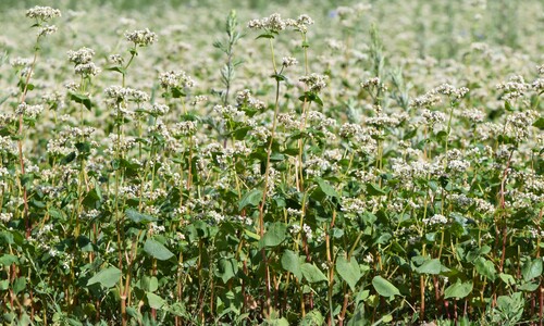 Boekweit (Fagopyrum esculentum)