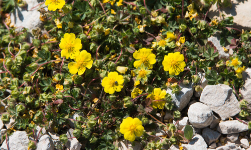 Voorjaarsganzerik (Potentilla verna)
