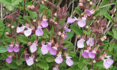 Echte gamander (Teucrium chamaedrys)