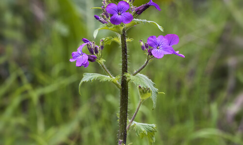 Tuinjudaspenning (Lunaria annua)