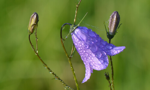 Grasklokje (Campanula rotundifolia)