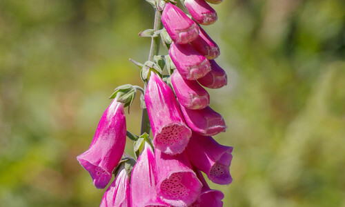 Vingerhoedskruid (Digitalis purpurea)