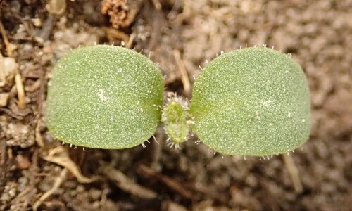 Damastbloem (Hesperis matronalis)