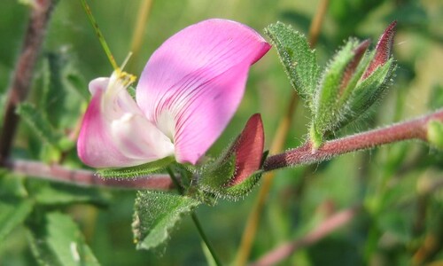 Kattendoorn (Ononis spinosa ssp. spinosa)