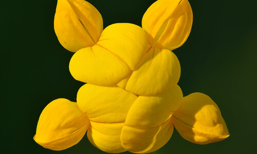 Gewone rolklaver (Lotus corniculatus var. corniculatus)