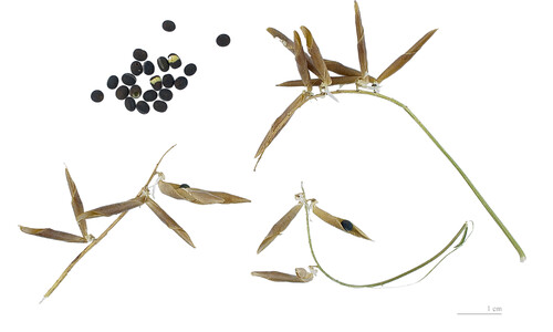 Vogelwikke (Vicia cracca)
