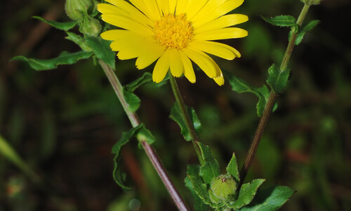 Akkergoudsbloem (Calendula arvensis)