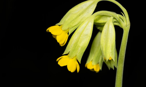 Gulden sleutelbloem (Primula veris)