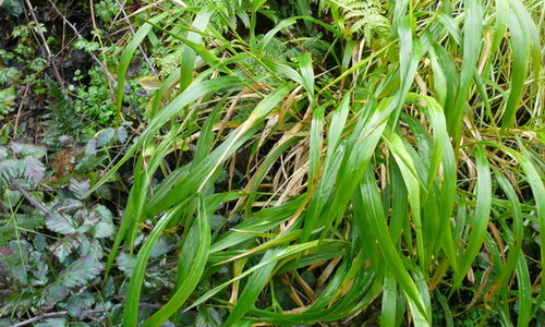 Boskortsteel (Brachypodium sylvaticum)