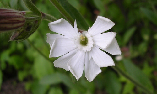 Avondkoekoeksbloem (Silene latifolia ssp. alba)