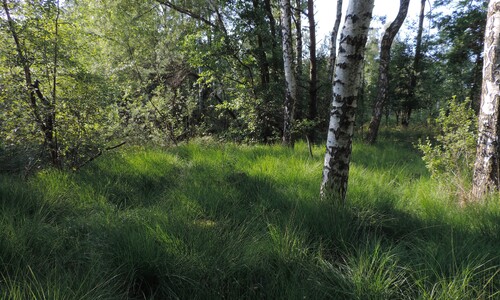 Molinia caerulea (Pijpenstrootje)